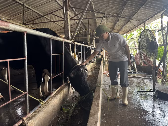 Anh Nguyễn Tiến Lộc kiểm tra đàn bò sữa.