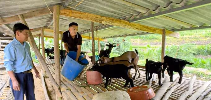 Phát huy tinh thần đảng viên “đi trước”, anh Giàng A Kỷ mạnh dạn vay vốn phát triển mô hình kinh tế tổng hợp, nhờ đó vươn lên thoát nghèo. Ảnh: TTXVN phát