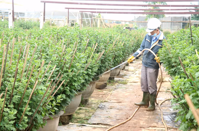 Người dân làng hoa An Lạc, phường Đông Giang, thành phố Đông Hà, tỉnh Quảng Trị, chăm sóc những chậu hoa cúc vụ Tết. Ảnh: Nguyên Lý-TTXVN