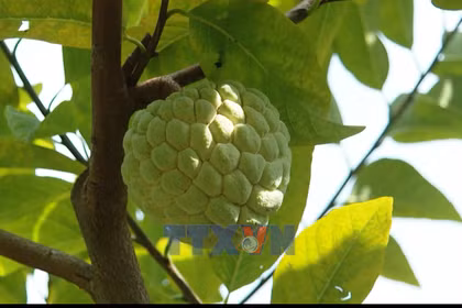 Mùa Na vùng núi đá Lạng Sơn