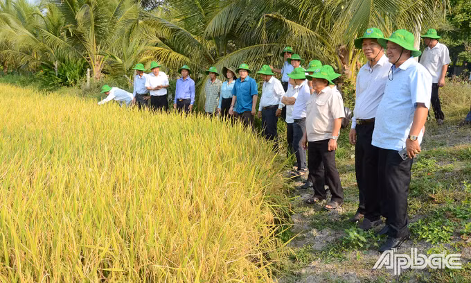 Doanh nhân nông dân Châu Minh Hải nỗ lực nâng tầm thương hiệu gạo Việt ảnh 2