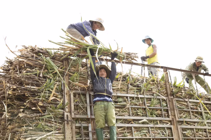 Chính sách “giá mía bảo hiểm” ở Gia Lai giúp người dân gắn bó với cây mía ảnh 1