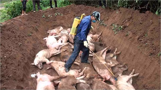 Phát hiện, tiêu hủy đàn lợn nhiễm virus dịch tả lợn châu Phi tại huyện Mường Nhé ảnh 1