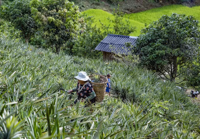 Trồng dứa giúp bà con người Mông ở Mường Nhà thoát nghèo ảnh 1