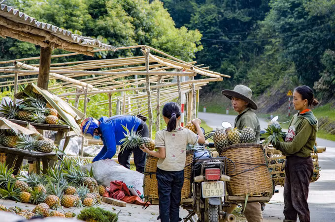 Trồng dứa giúp bà con người Mông ở Mường Nhà thoát nghèo ảnh 7
