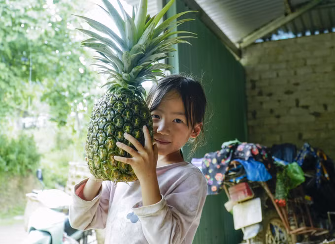 Trồng dứa giúp bà con người Mông ở Mường Nhà thoát nghèo ảnh 3