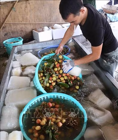 Sở hữu trí tuệ góp phần đưa nông sản Việt đến thị trường thế giới (Bài 2) ảnh 1